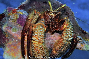These critters have eyelashes!!!! by Dave Wasserman 